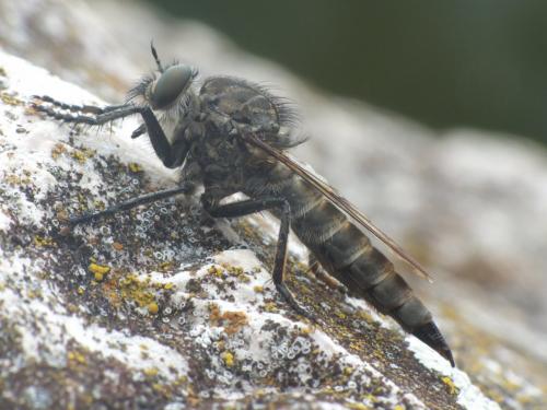 Réf. 221 621 : Machimus cyanopus